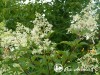 Hortenzija šluotelinė ,Taiwan form' (lot. Hydrangea paniculata)